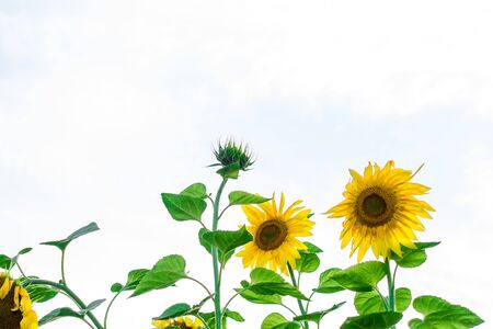 the bright yellow sunflowers isolated on white backgroundの写真素材