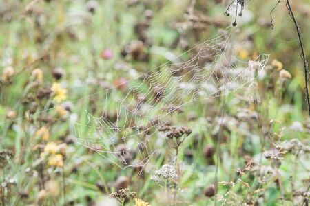a spiderweb on green grass with morning dew and bokeh in summerの写真素材