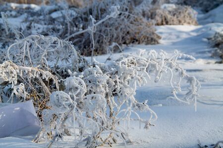 the landscape with frosted trees and heavy snow in winter park as in fairy talesの写真素材