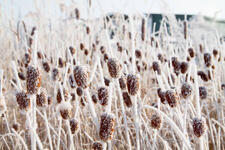 an abstract pattern background with frosted bulrush, corn dog in winter covered with snow on itの写真素材