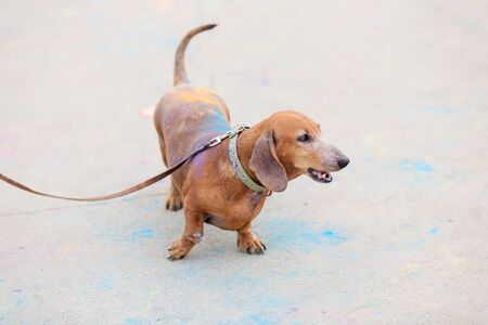 an old red dachshund on Holi festival with colorful fur standing on colorful asphalt backgroundの写真素材