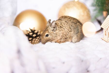 a Little fluffy rodent rat sitting among Christmas toys and new Year decorations as a symbol of Chinese New Yearの写真素材