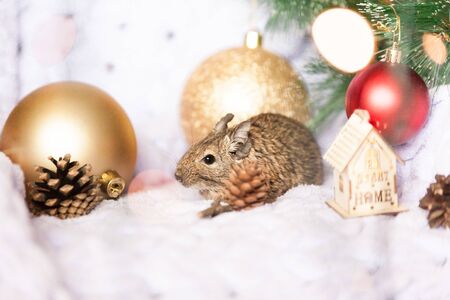a Little fluffy rodent rat sitting among Christmas toys and new Year decorations as a symbol of Chinese New Yearの写真素材
