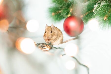 a Little fluffy rodent rat sitting among Christmas toys and new Year decorations as a symbol of Chinese New Yearの写真素材