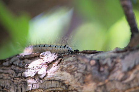 blue and black caterpillar on a pear tree among green leaves in summerの写真素材