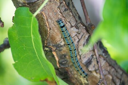 blue and black caterpillar on a pear tree among green leaves in summerの写真素材