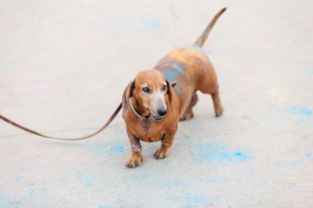 old red dachshund on Holi festival with colorful fur standing on colorful asphalt backgroundの写真素材
