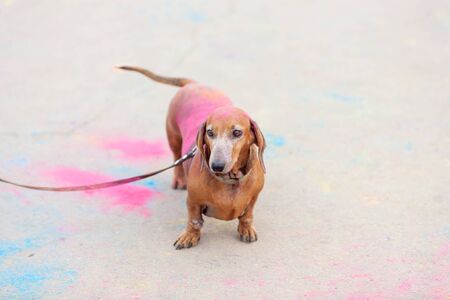 old red dachshund on Holi festival with colorful fur standing on colorful asphalt backgroundの写真素材
