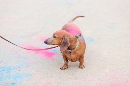old red dachshund on Holi festival with colorful fur standing on colorful asphalt backgroundの写真素材