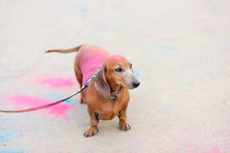 old red dachshund on Holi festival with colorful fur standing on colorful asphalt backgroundの写真素材