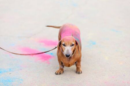 old red dachshund on Holi festival with colorful fur standing on colorful asphalt backgroundの写真素材
