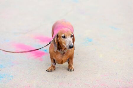 old red dachshund on Holi festival with colorful fur standing on colorful asphalt backgroundの写真素材