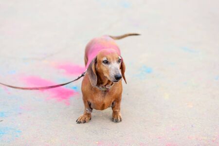 old red dachshund on Holi festival with colorful fur standing on colorful asphalt backgroundの写真素材
