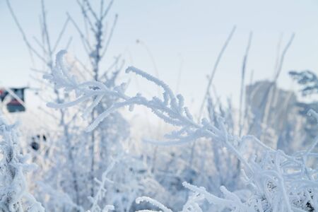 frosted trees and grass and heavy snow in winter park as in fairy talesの写真素材