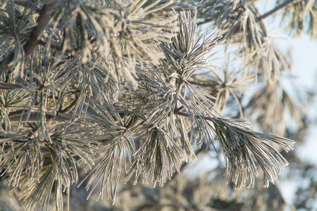 closeup of pine tree frozen branch in winter on the blue sky background