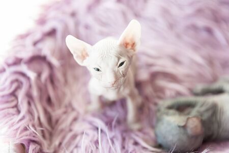white one month old Don Sphinx cat on lilac fur backgroundの写真素材