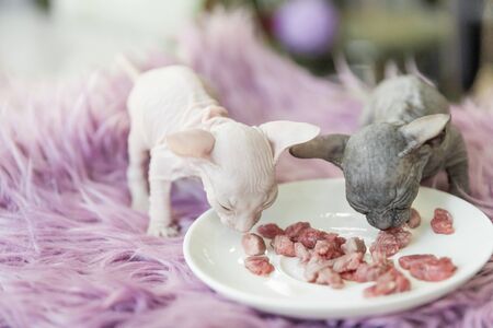 white and gray one month old Don Sphinx cats eating meat from white plate on lilac fur backgroundの写真素材