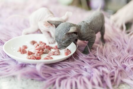 white and gray one month old Don Sphinx cats eating meat from white plate on lilac fur backgroundの写真素材
