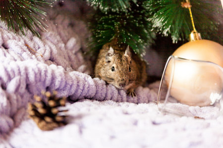 A Symbol of 2020, the rat mouse sits near a Christmas tree branch among Christmas decorations