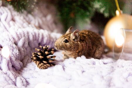 A Symbol of 2020, the rat mouse sits near a Christmas tree branch among Christmas decorationsの写真素材