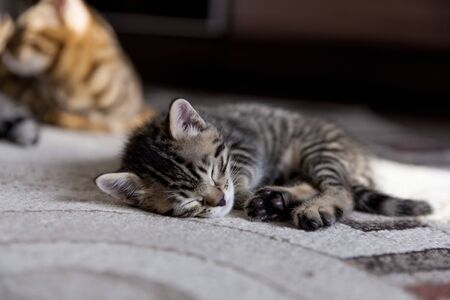 a striped black and gray one month old kitten sleeping on a gray carpetの写真素材