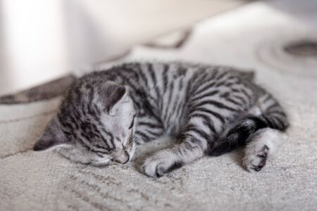 a striped black and gray one month old kitten sleeping on a gray carpetの写真素材