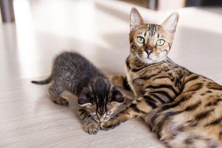 a Beautiful bengal cat portrait with its striped baby kitten lying on the floorの写真素材