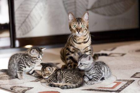a Beautiful bengal cat portrait with its striped baby kittens lying on the floorの写真素材