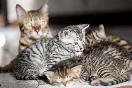 a Beautiful bengal cat portrait with its striped baby kittens lying on the floorの写真素材