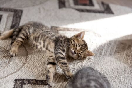 a striped black and gray one month old kitten sleeping on a gray carpetの写真素材