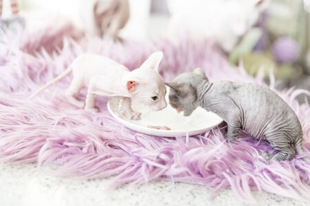 white and gray one month old Don Sphinx cats eating meat from a white plate on lilac fur backgroundの写真素材