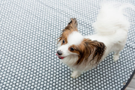 Close up portrait of beautiful purebred dog Papillon on gray background. Indoors, copy space, white...