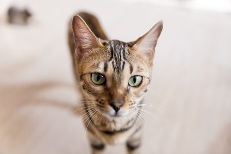 beautiful adult bengal cat close up portrait with leopard-like dark spots and green eyes
