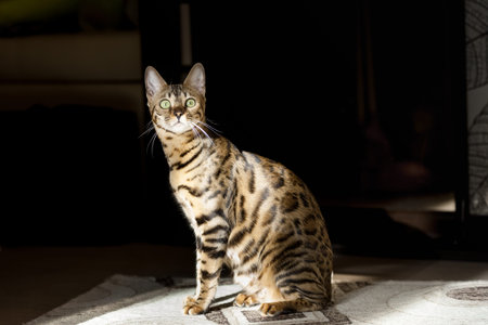 beautiful adult bengal cat close up portrait with leopard-like dark spots and green eyes
