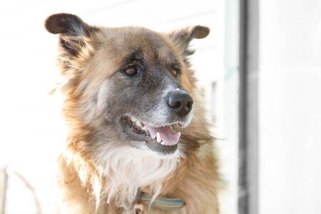 Close up head portrait of big shaggy fair haired dogの写真素材