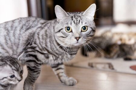 Gray Blue spotted tabby Bengal cat with its kitten in an interiorの写真素材