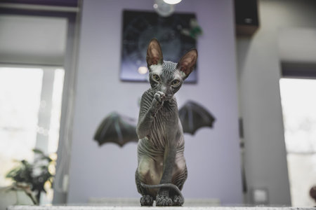 scary black young don sphynx cat with black bat wings on the background as halloween decoration,...