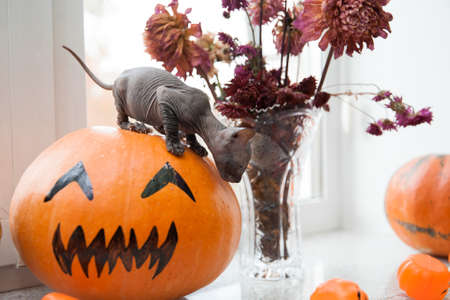 Cute small gray don sphynx kitten sitting on halloween pumpkinの写真素材