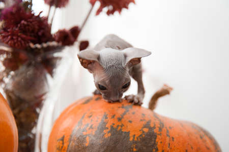 Cute white don sphynx kitten sitting on halloween pumpkin and watching through the windowの写真素材