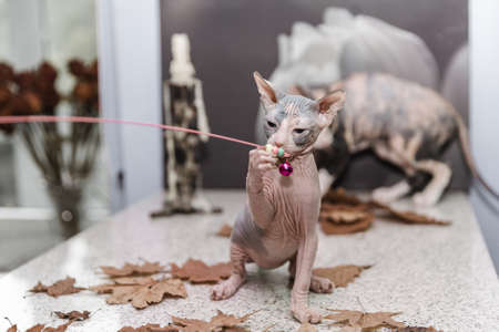 Don sphynx kitten playing with autumn orange leaves on gray backgroundの写真素材