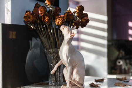 White Don sphynx cat sitting near dried roses flowers in vintage glass vase on table with sunlight and shadows patterns on the backgroundの写真素材