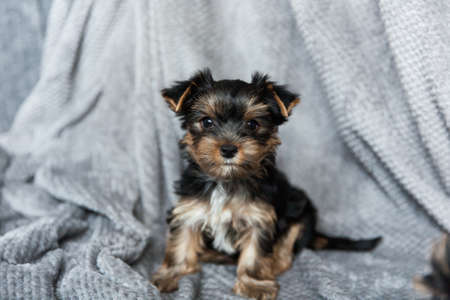one month old Yorkshire Terrier Puppy sitting on gray blanket on gray interior backgroundの写真素材