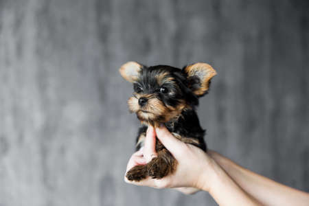 one month old Yorkshire Terrier Puppy sitting on woman hand on gray concrete wall backgroundの写真素材