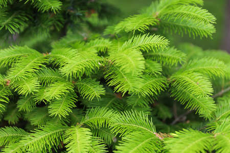 green prickly branches of fir-tree or pine close upの写真素材