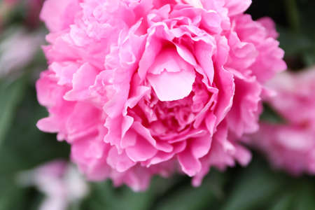 Pink peonies close up in the garden. Blooming pink peony flower.の写真素材