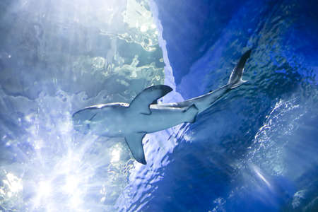Underwater blue background with sunbeams and big shark swiming in large sea water aquarium in Oceanarium. Tourism, holidays and leisure concept.の写真素材