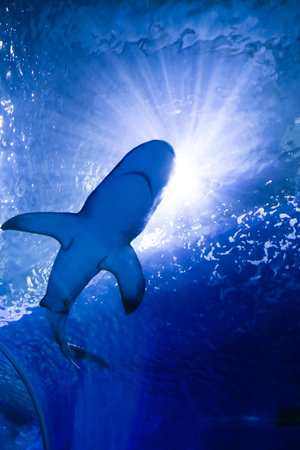 Underwater blue background with sunbeams and big shark swiming in large sea water aquarium in Oceanarium. Tourism, holidays and leisure concept.の写真素材