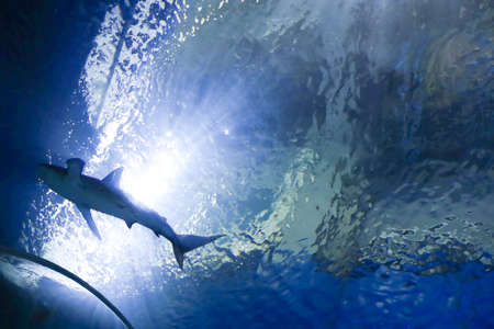 Underwater blue background with sunbeams and big shark swiming in large sea water aquarium in Oceanarium. Tourism, holidays and leisure concept.の写真素材