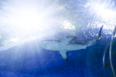 Underwater blue background with sunbeams and big shark swiming in large sea water aquarium in Oceanarium. Tourism, holidays and leisure concept.の写真素材
