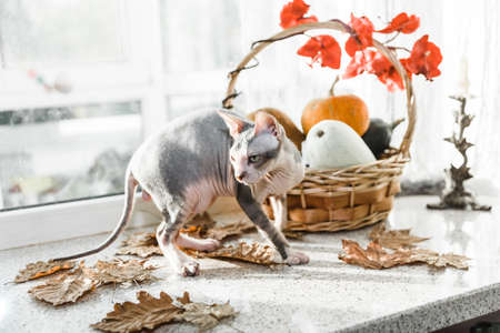 Scary young don sphinx cat sitting on a windowsill in front of basket with pumpkins as autumn and Halloween conceptの写真素材
